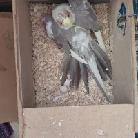 گمشده عروس هلندی گل باقالی|حیوانات|اصفهان, تیران|دیوار