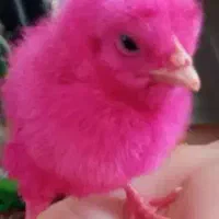 جوجه رنگی تعداد|حیوانات مزرعه|محمدشهر, محمدشهر|دیوار