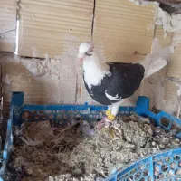 همه پرشی هستن به قیمت خوب میدم