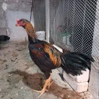 چند عدد خروس لاری|حیوانات مزرعه|میاندوآب, |دیوار