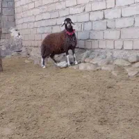 بره قوچی|حیوانات مزرعه|تربت جام, خیرآباد|دیوار