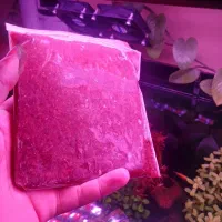 ارتمیا منجمد غذا ماهی