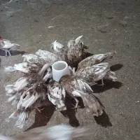 بوقلمون بوربون