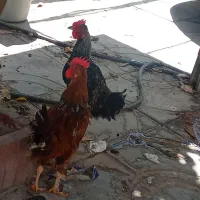 خروس ومرغ