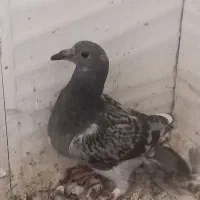 جفت جوجه پلاکی
