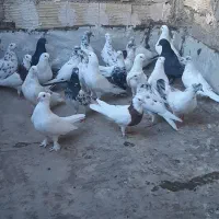 کبوتر سیماش و کلدا سفید یجا|پرنده|قم, نیروگاه|دیوار