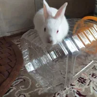 خرگوش|موش و خرگوش|شاهین‌شهر, مورچه خورت|دیوار