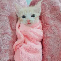 پسربچه گربهی ۳ ماهه|گربه|قم, بوستان علوی|دیوار