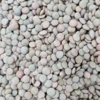 فروش حبوبات بدون آشغال|عمده‌فروشی|یاسوج, |دیوار