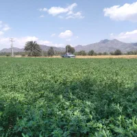 فروش کاه یونجه
