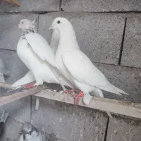 کبوتر پرشی شوط|پرنده|ماکو, |دیوار