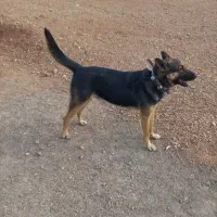 ژرمن ورک نر با یک عدد توله