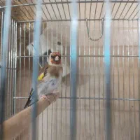 سهره متولد قفس بخون گل قفل|پرنده|قم, پردیسان|دیوار