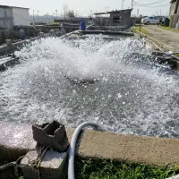 قزل آلا زنده ماهی سردابی