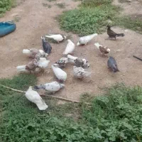 فروش کبوتر|پرنده|فاضل آباد, |دیوار