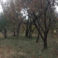 هرس کهریز باغ وبریدن درختان خشک