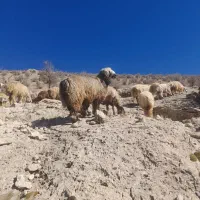 قوچ فروشی|حیوانات مزرعه|رودشت (چهارمحال و بختیاری), |دیوار