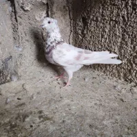 کفتر|پرنده|ری, شهرک نظامی|دیوار