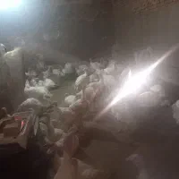 بوقلمون گوتی درجه یک|حیوانات مزرعه|سبزوار, صالح آباد|دیوار