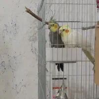 جفت عروس هلندی