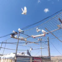 ۳۵ـ۴۰تا کفتر