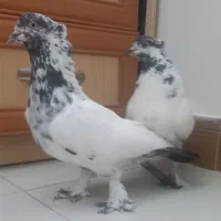 کبوتر کله دم سبز چکمه پا