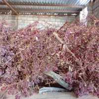 زرشک پوفکی|خوردنی و آشامیدنی|سده (خراسان جنوبی), |دیوار