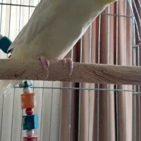 عروس هلندی بدون قفس|پرنده|تهران, شهرک ابوذر|دیوار