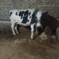 گاو گوساله|حیوانات مزرعه|دینور, |دیوار