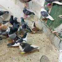 کفتر جدید رسید از شهرستان