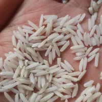 برنج هاشمی درجه یک گیلان