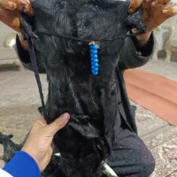 هیزه|ظروف نگهدارنده، پلاستیکی، یکبارمصرف|کوهدشت, |دیوار