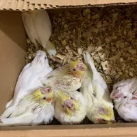 جوجه عروس سرلاکی