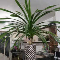 گل پاندانوس