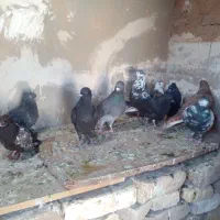 کبوتر پرشی|پرنده|تربت جام, المهدی|دیوار