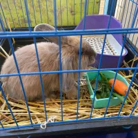 واگذاری خرگوش