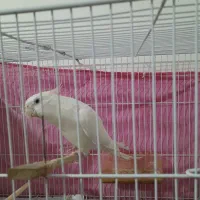 عروس هلندی نر کشیده