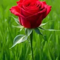 اجاره زمین در خیابان شورای