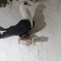 کله سفید و زرد و دم سفید|پرنده|سبزوار, شرق کال میانی|دیوار