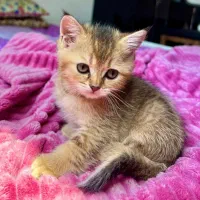 گربه بریتیش گلدن بلک