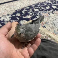 جوجه عروس هلندی سرلاکی