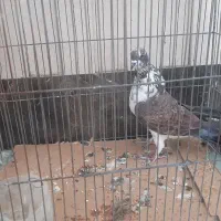 کبوتر|پرنده|اصفهان, پروین|دیوار