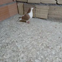 کبوتر دورگ|پرنده|بجنورد, |دیوار