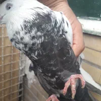 دم سیاه|پرنده|اهواز, پردیس|دیوار