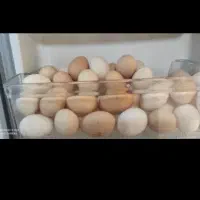تخم مرغ محلی