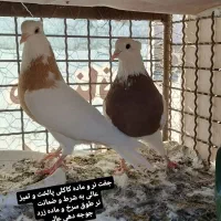 بوم کفتر رنگی طوقی ‌. سرور . تهرونی پرشی . راعبی