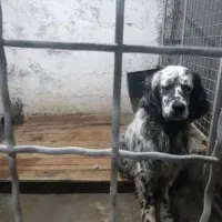 سگ سیتر انگلیس ۳ ساله شکار بلد  قیمت ۱۲