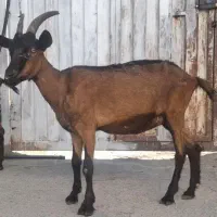 دو تا بز الپاین خالص|حیوانات مزرعه|رومشکان, |دیوار