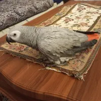 کاسکو گمشده یوسف آباد