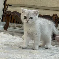 گربه اسکاتیش ماده ۲ماهه|گربه|قدس, |دیوار